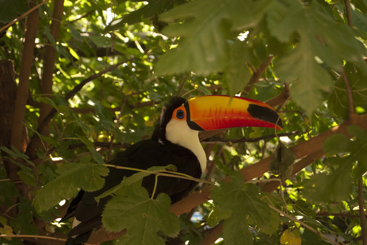 Image - animal toucan nature zoo