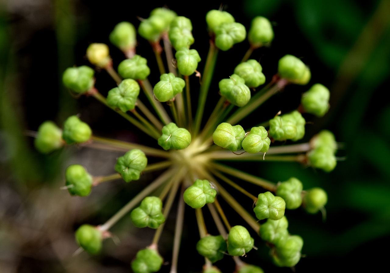 Image - ornamental onion plant flower ball