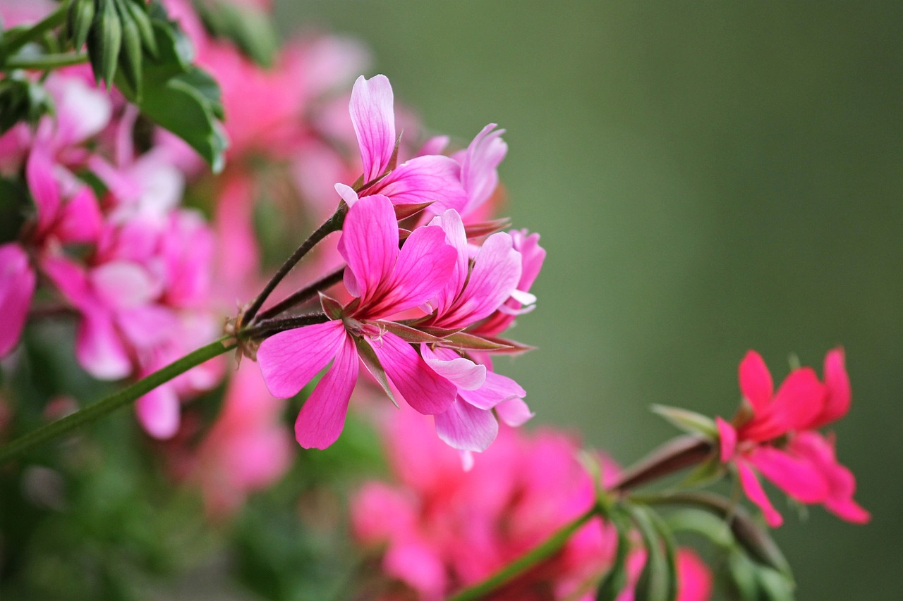 Image - geranium balcony flower flowers