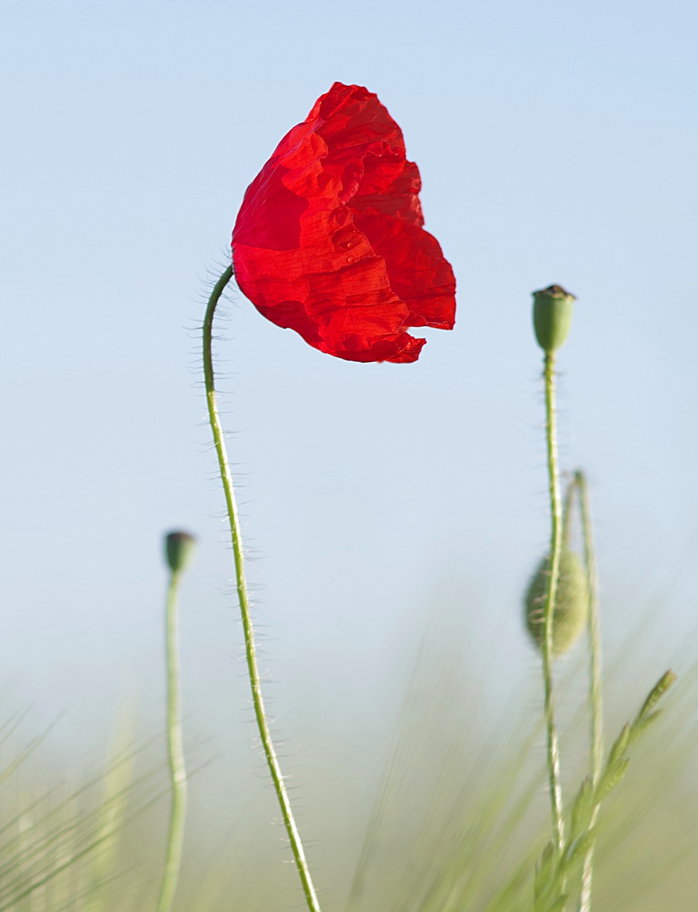 Image - poppy red grasshopper flower corn