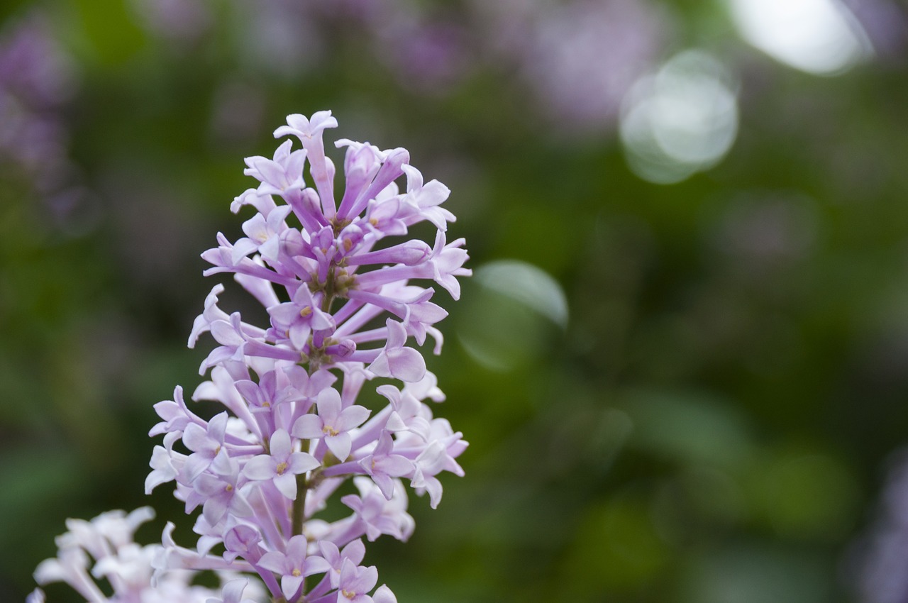 Image - flowers nature wild flora spring