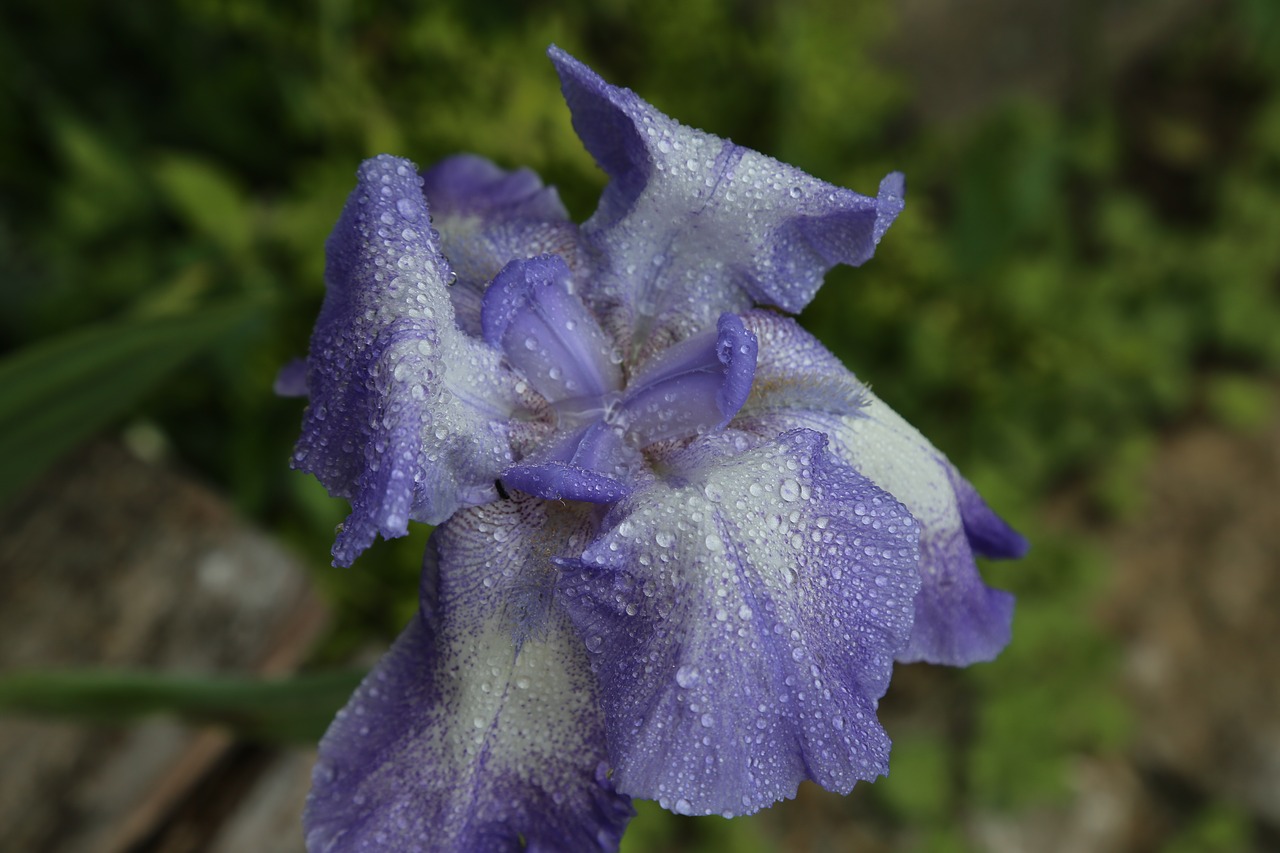 Image - iris blossom bloom blue close