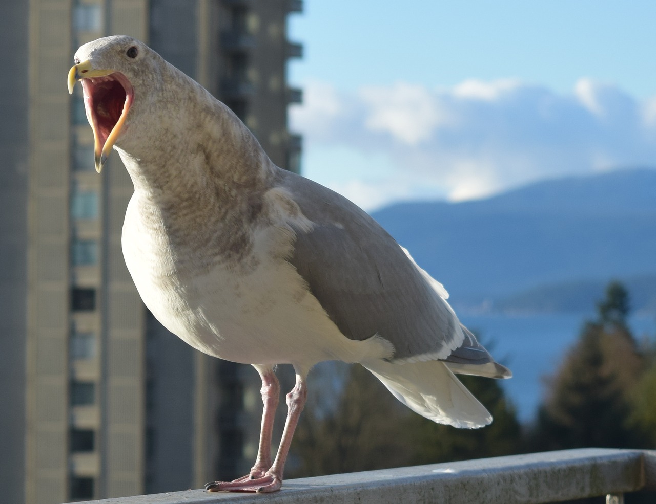 Image - seagull bird talking seagull