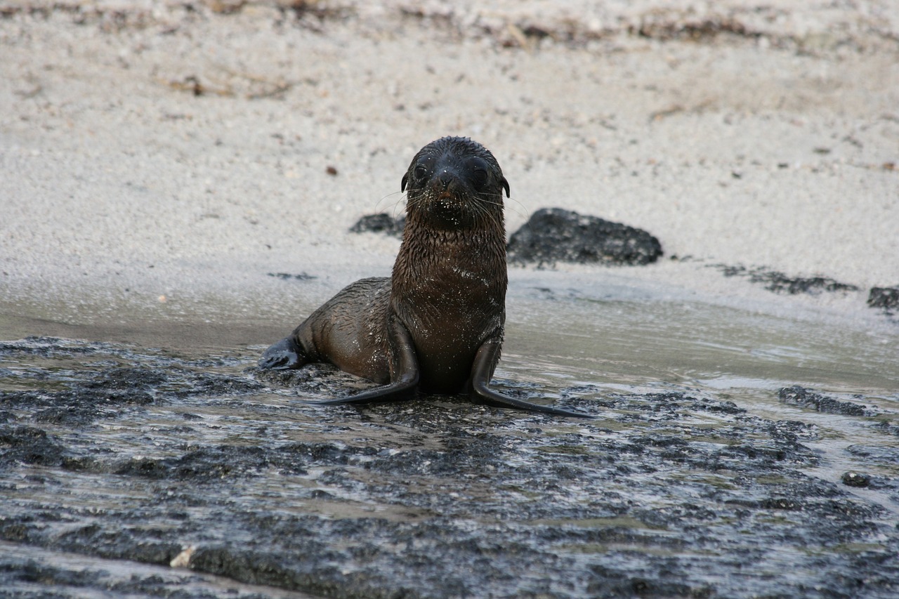 Image - sealion baby galapagos