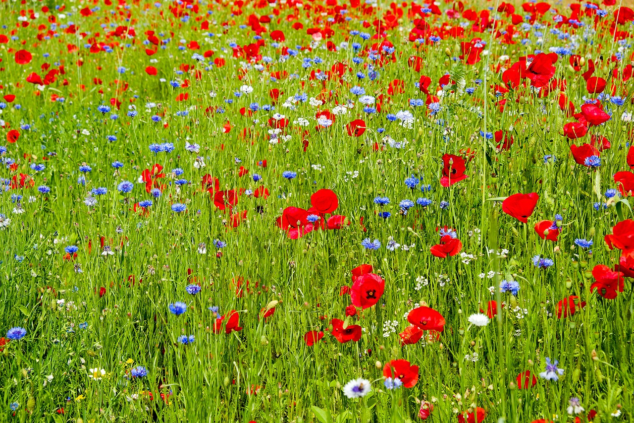 Image - flower meadow wildflowers meadow