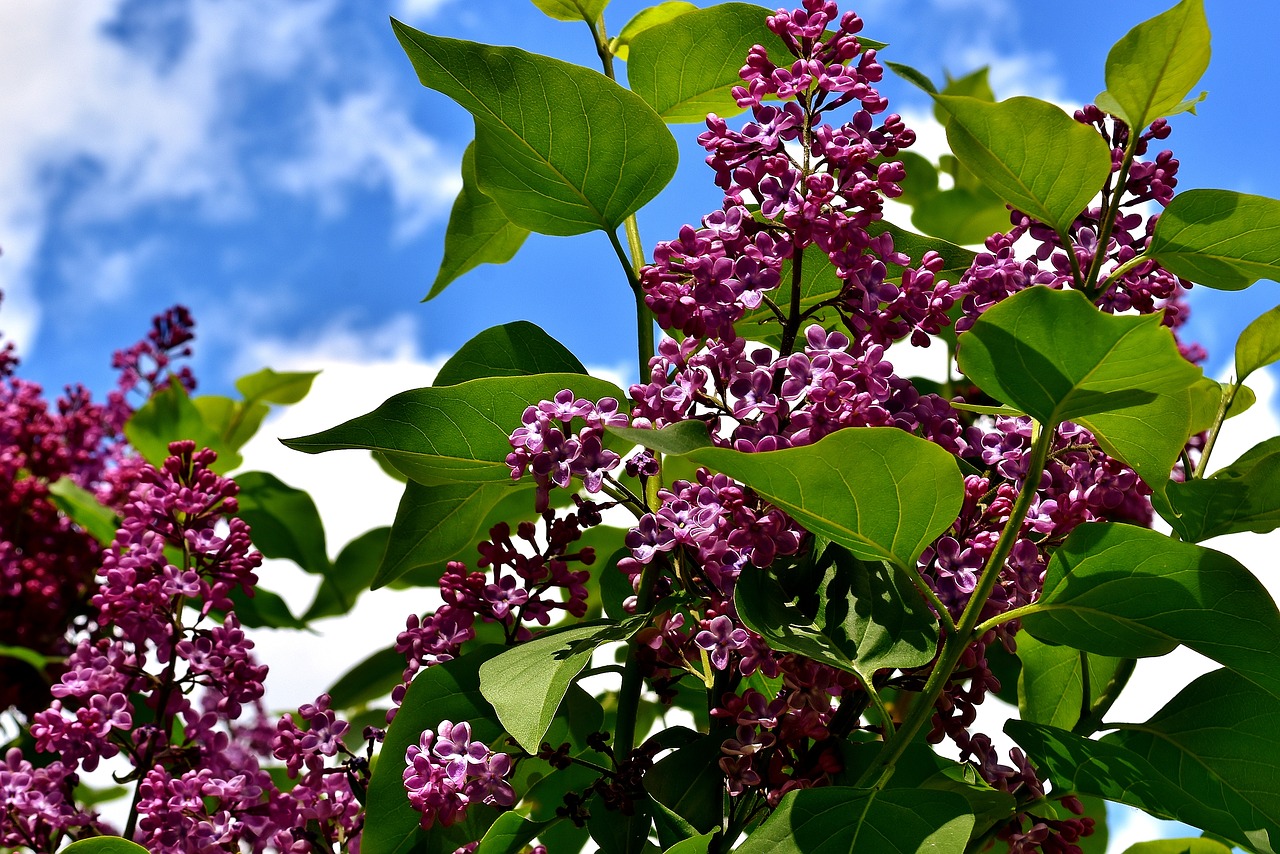 Image - lilac bush bloom lilac branch