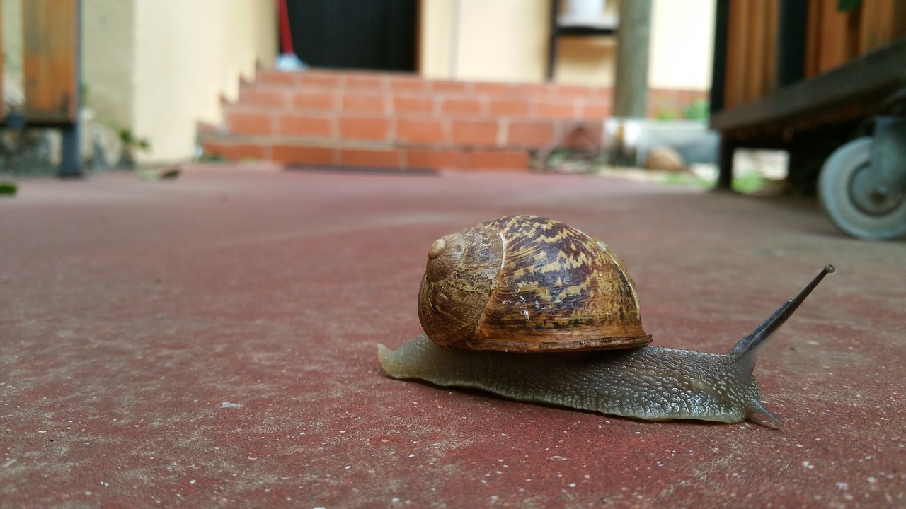 Image - snail slow away