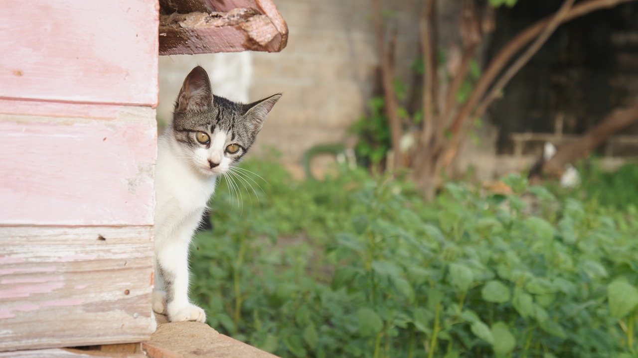 Image - cat puppy feline kitten cute