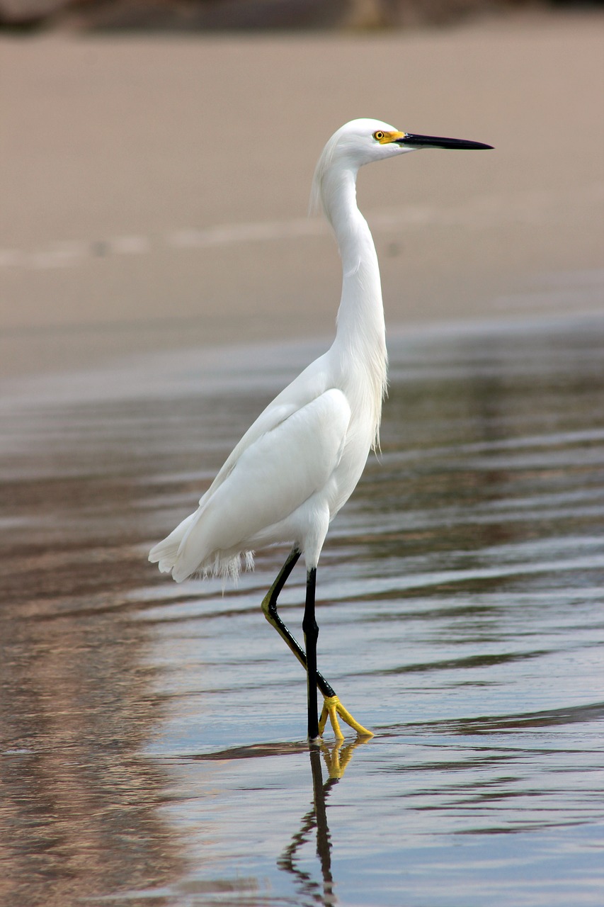 Image - gruya nature ocean beautiful bird