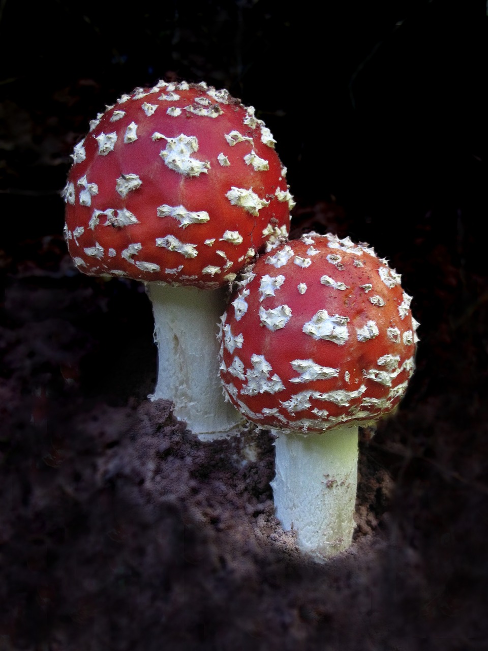 Image - plant fly agaric amanita muscaria