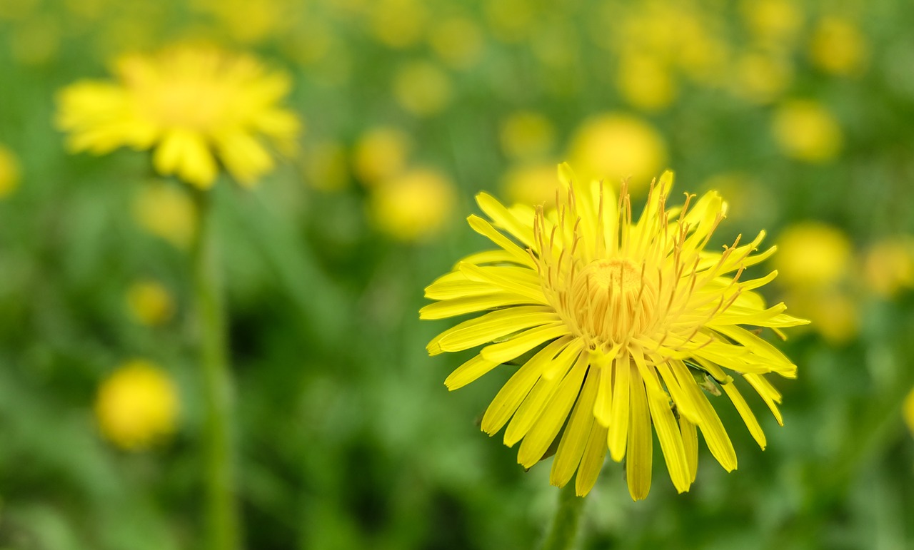 Image - flower dandelion summer june