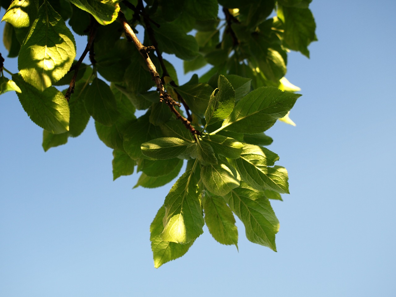 Image - plum foliage sad spring sprig sky