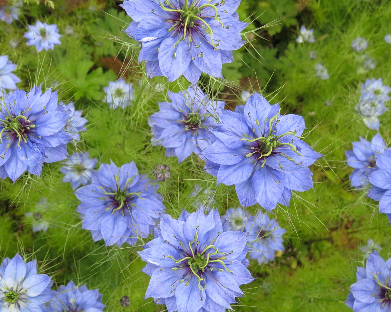 Image - blue spiky flowers floral garden