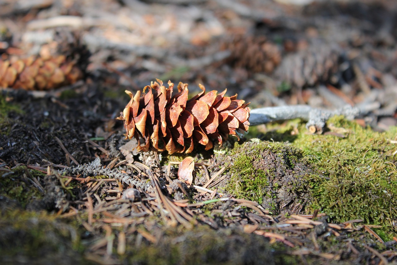 Image - outdoors colorado pikes peak hiking