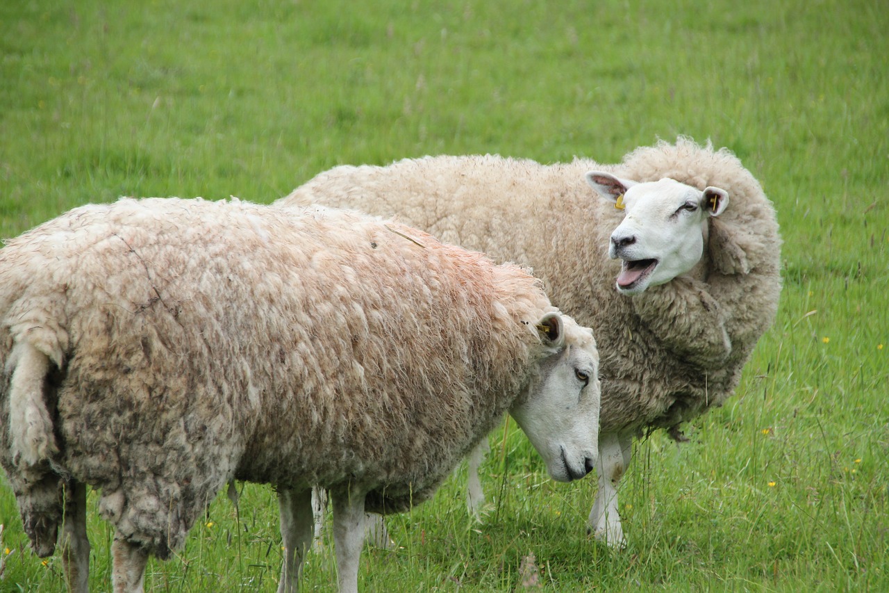 Image - sheep cattle wool agriculture