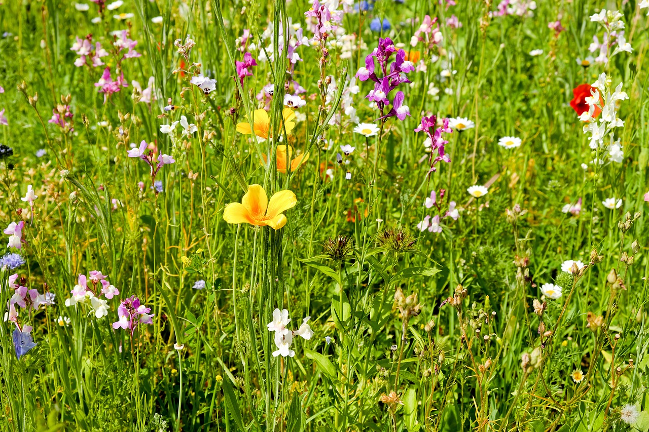 Image - flower meadow wildflowers meadow