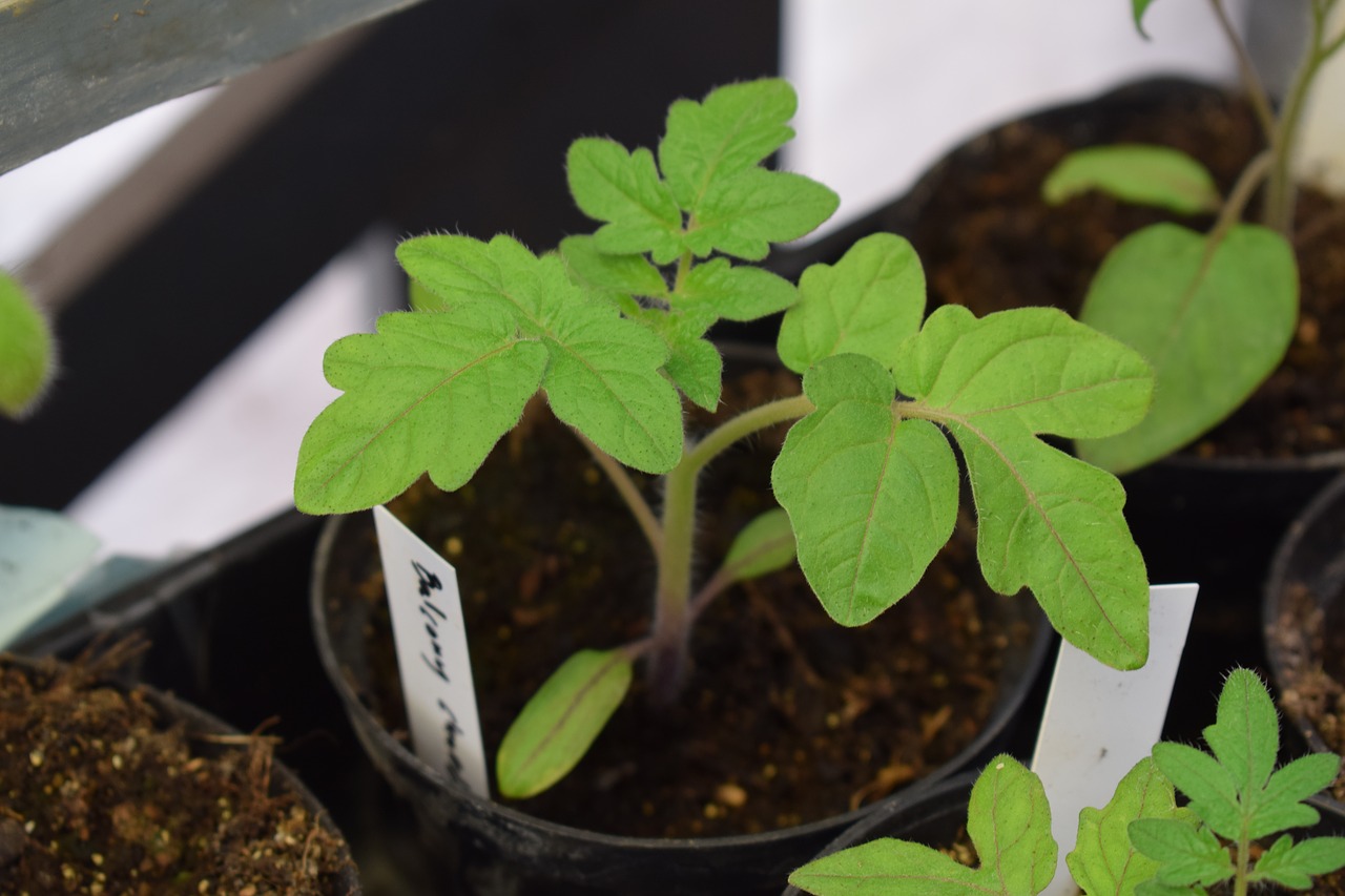 Image - tomato tomatoes cultivation