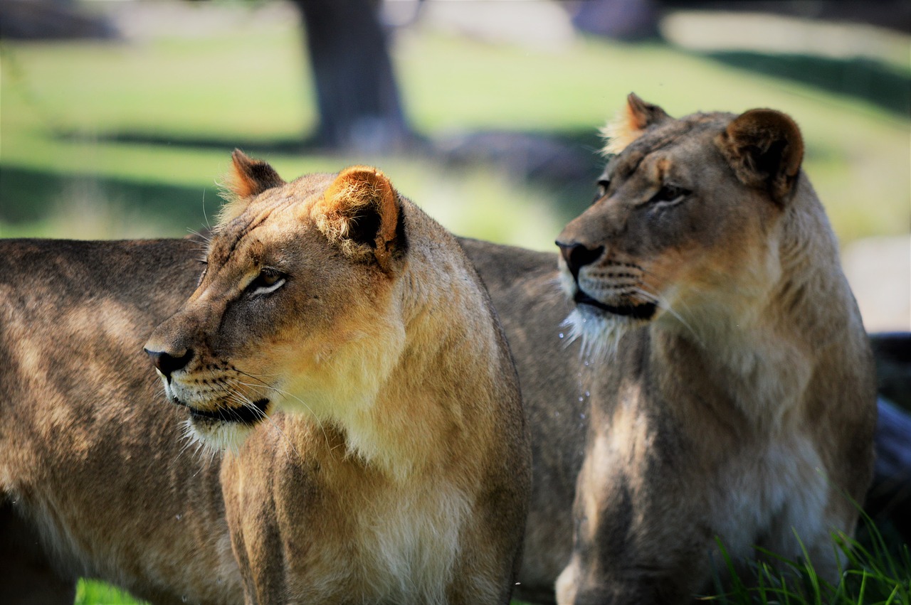 Image - lioness safari park san diego