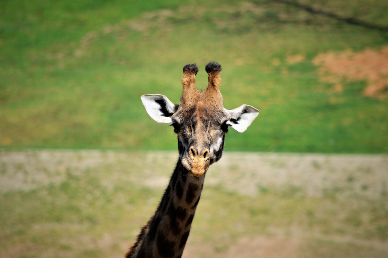 Image - giraffe safari park san diego