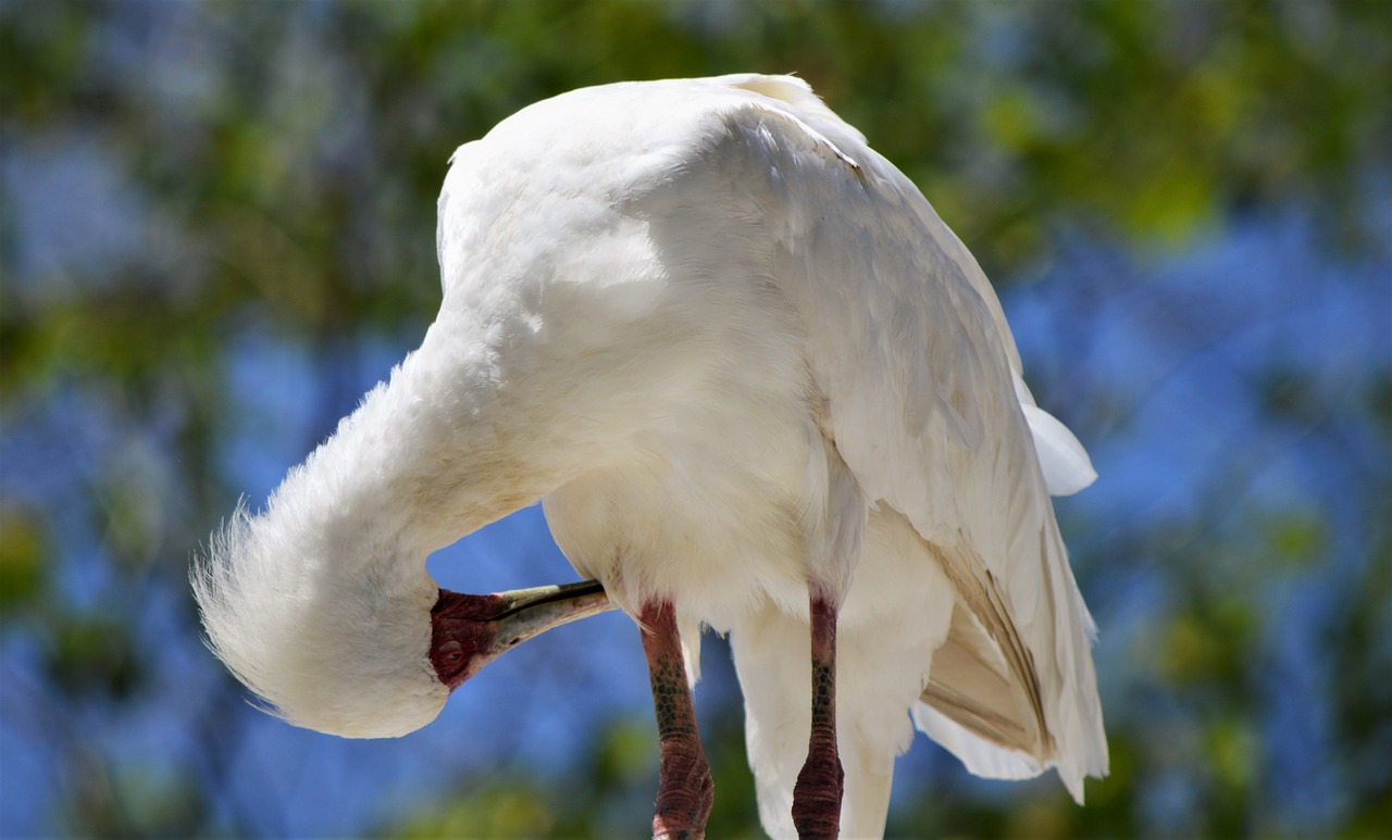 Image - bird safari park san diego