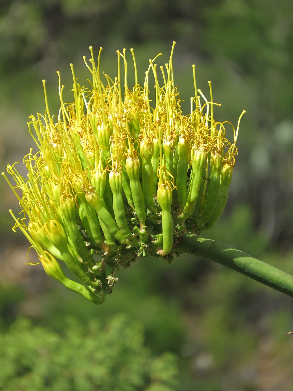 Image - cactus bloom hiking big bend texas