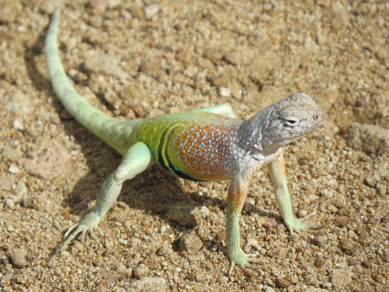 Image - reptile lizard colorful new mexico