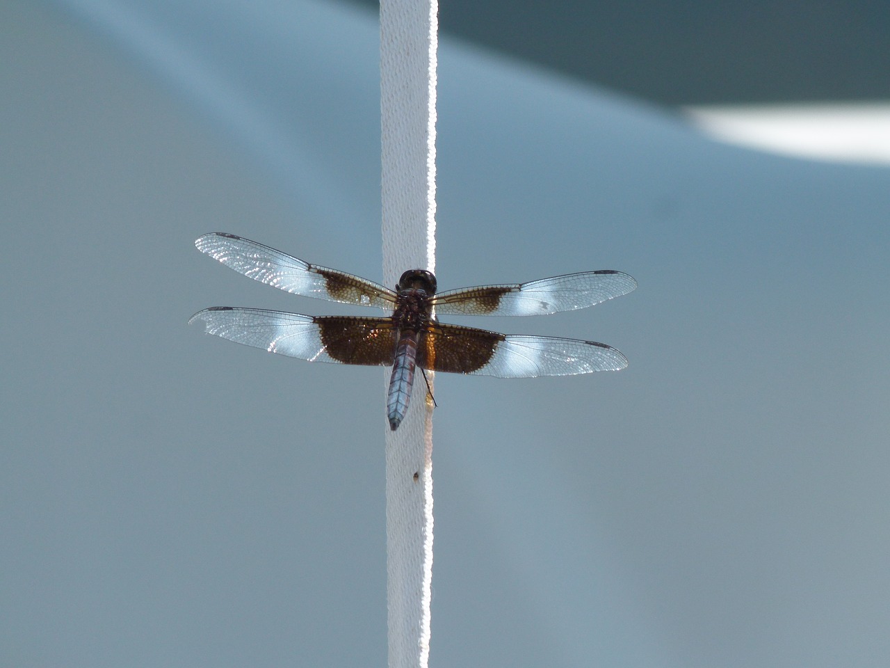 Image - insect dragonfly water bug bug