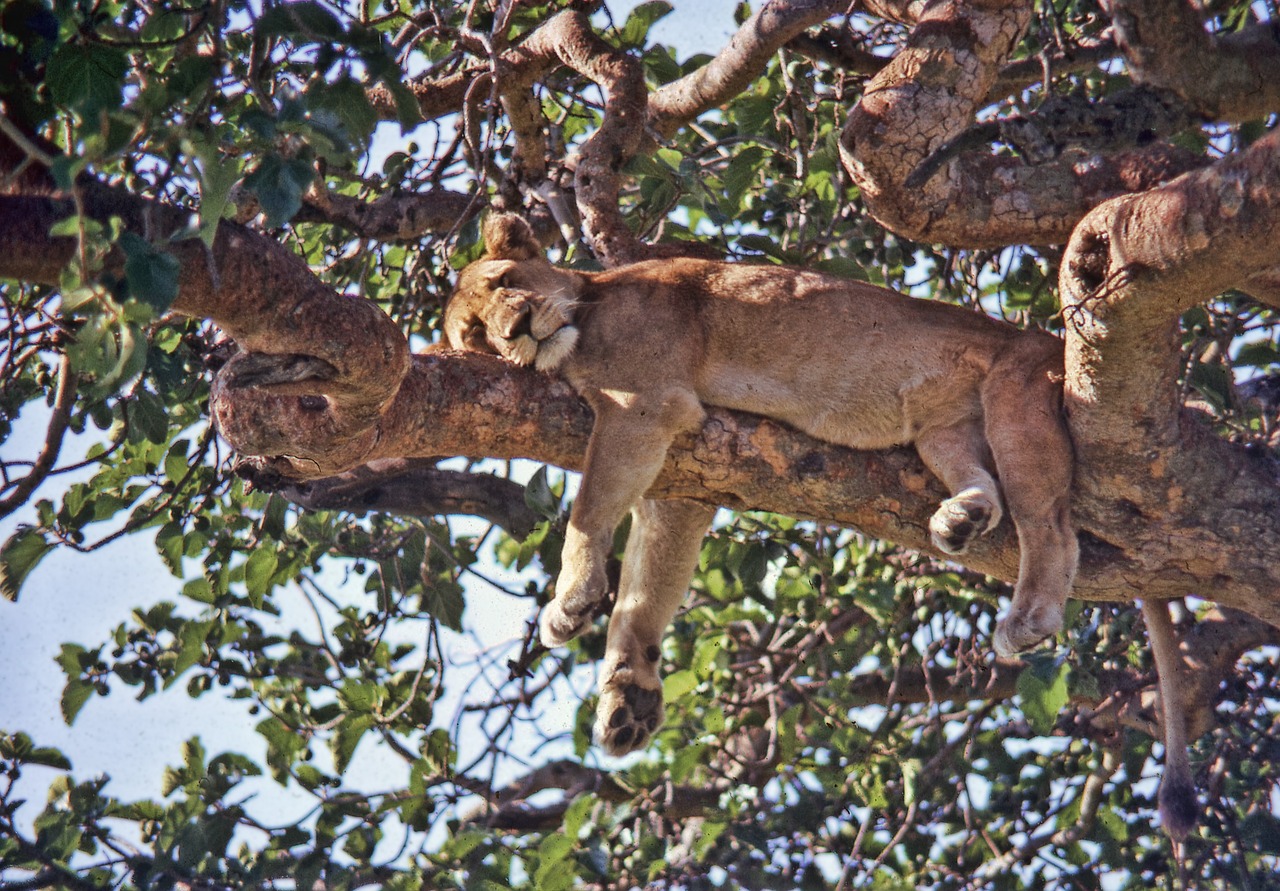Image - uganda ishasha lion tree