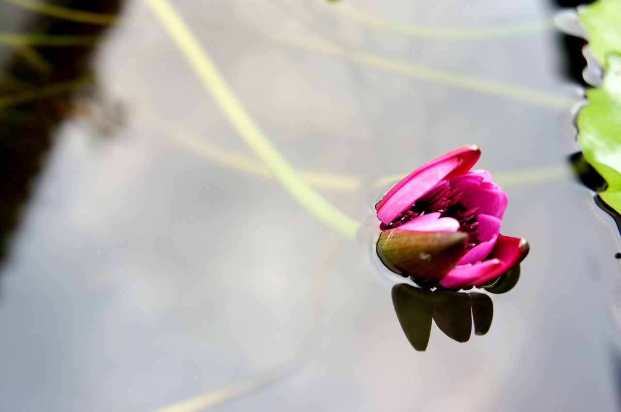 Image - lotus on the water aquatic plants