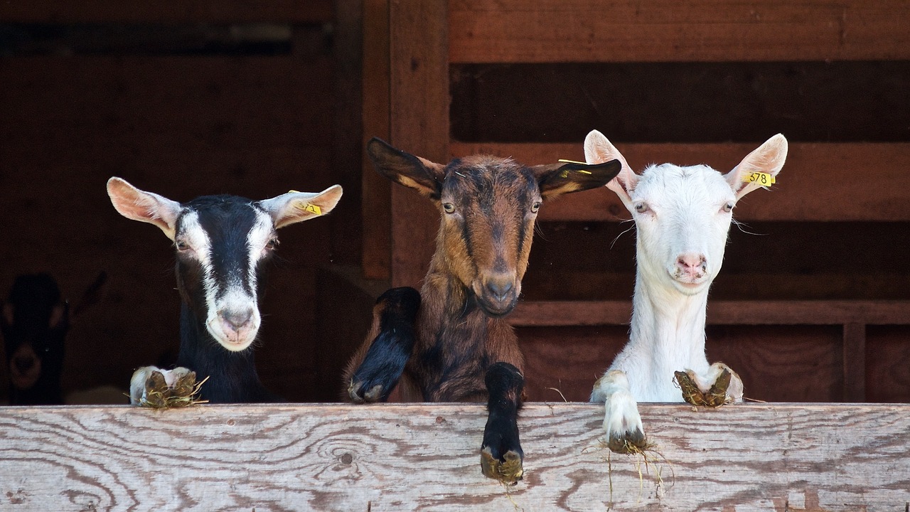 Image - goats curious farm domestic