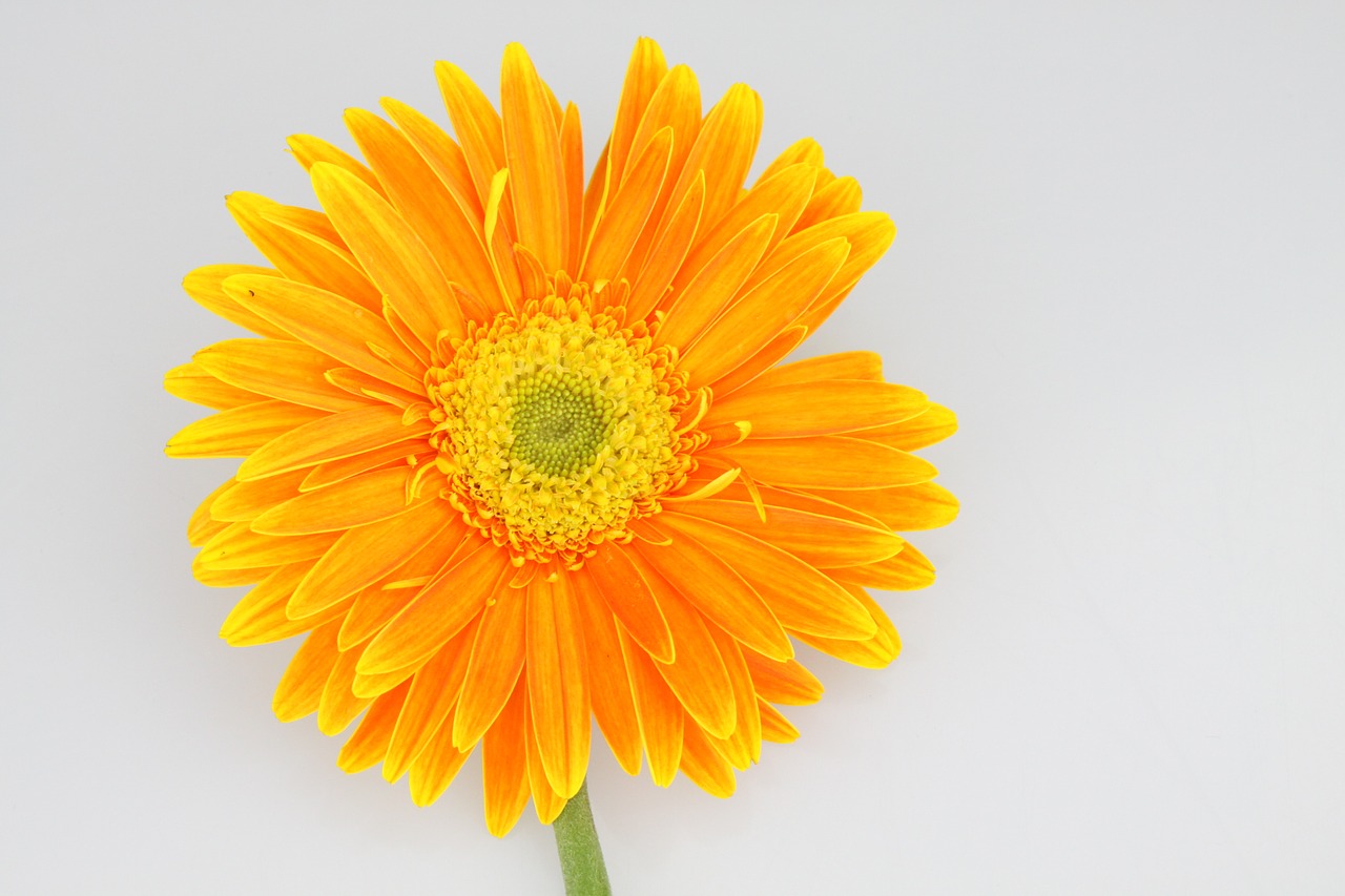 Image - chrysanthemum flower orange