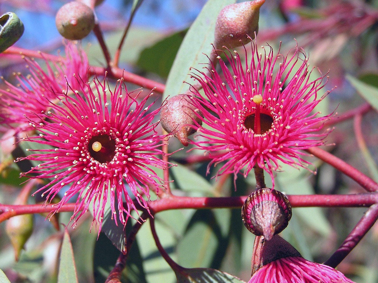 Image - red gum blossom