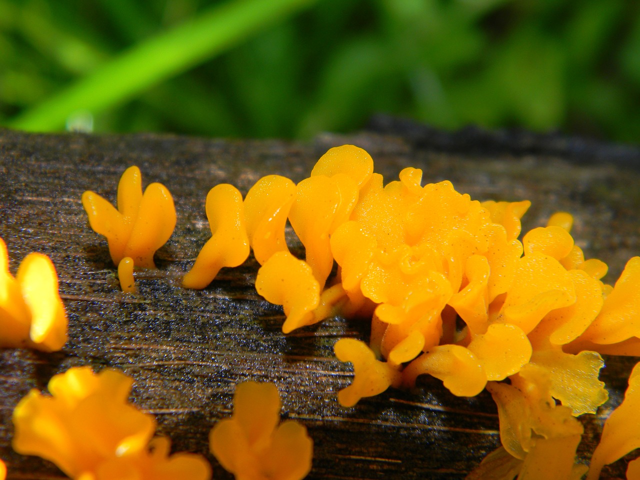 Image - fungus wood wet mushroom nature