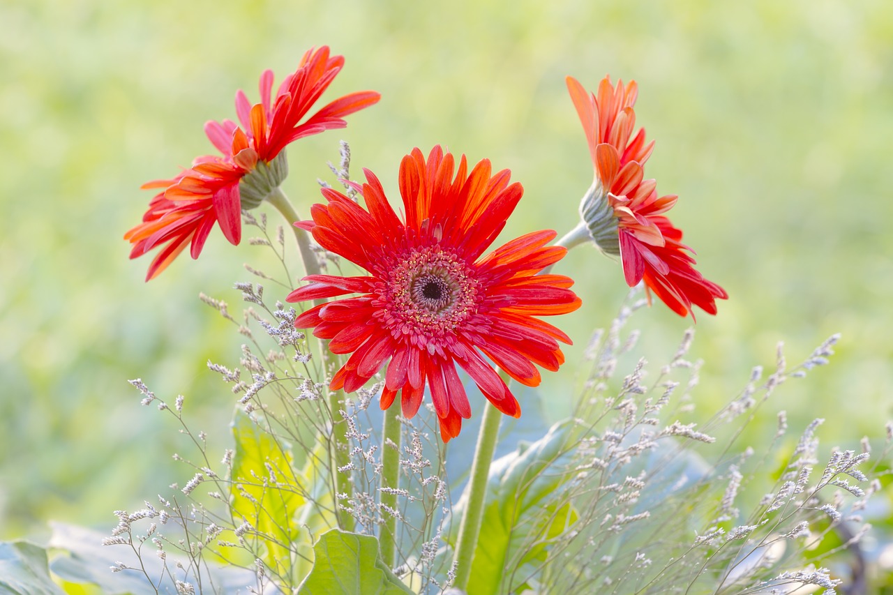 Image - gerbera garden spring petals
