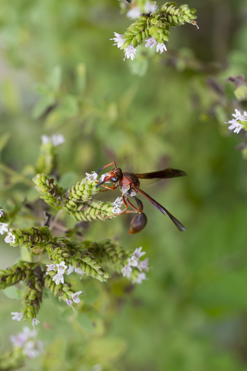 Image - vespa sting wings flower spring