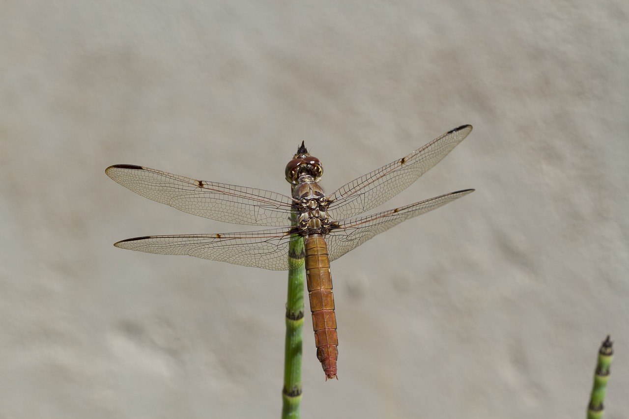 Image - dragonfly wings plant sol garden