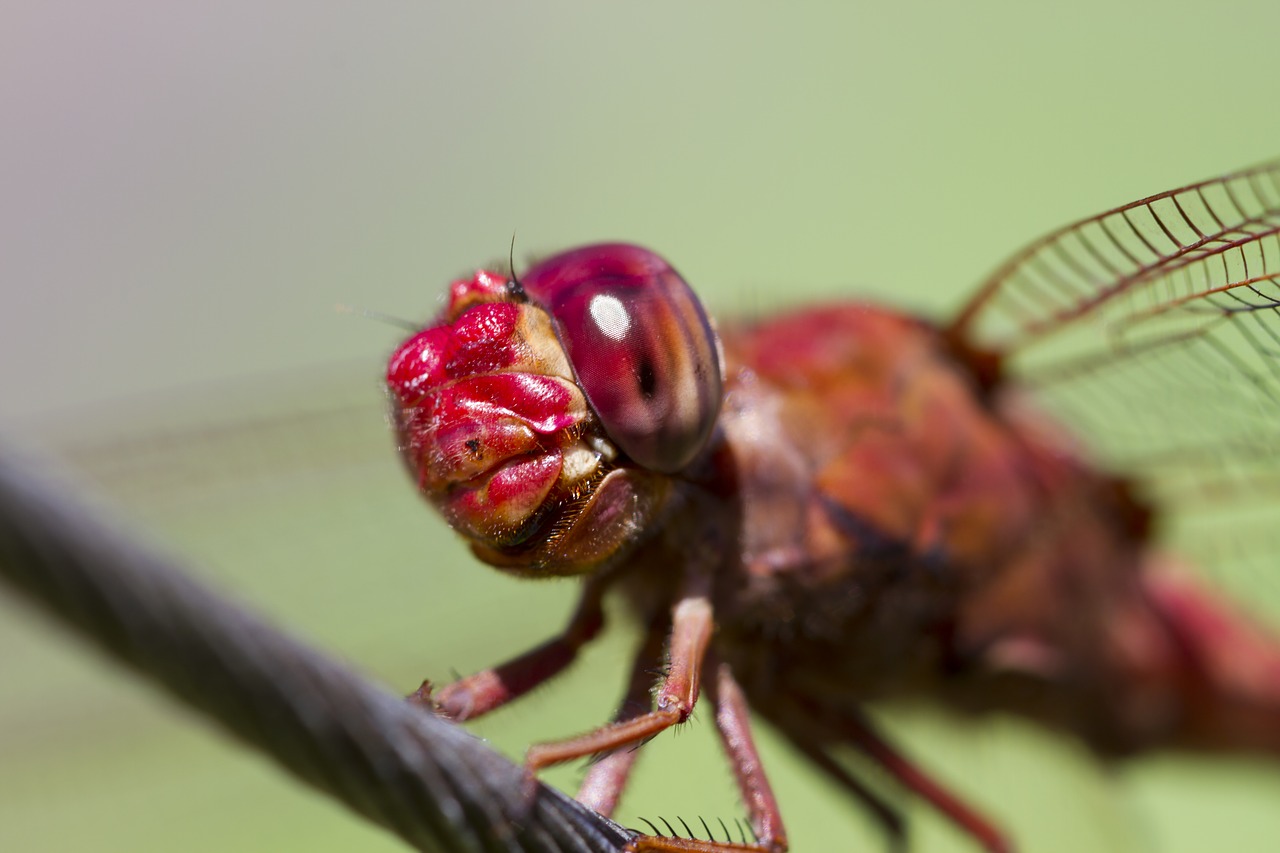 Image - dragonfly insect garden landing