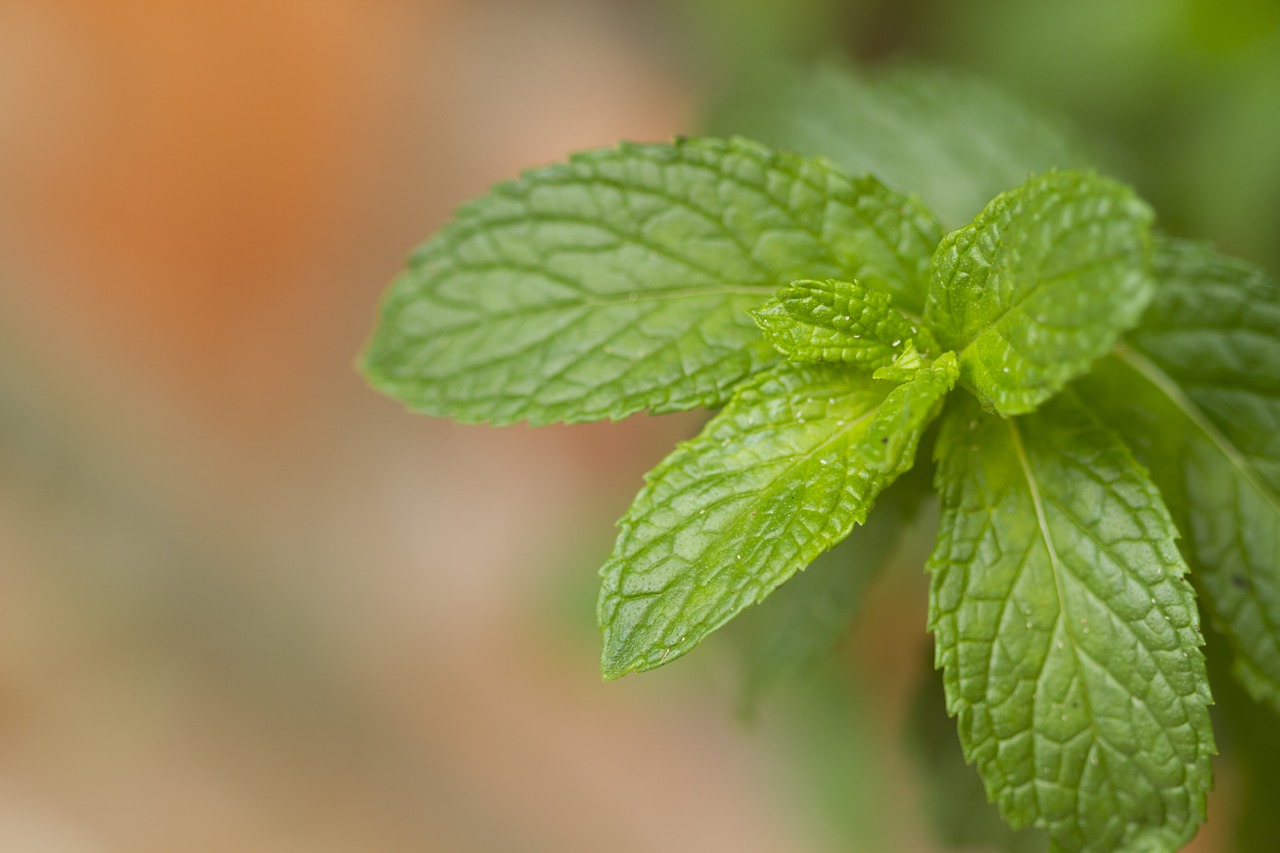 Image - plant tea mint medicinal nature