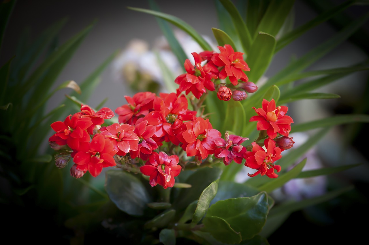 Image - flower garden red wet leaves