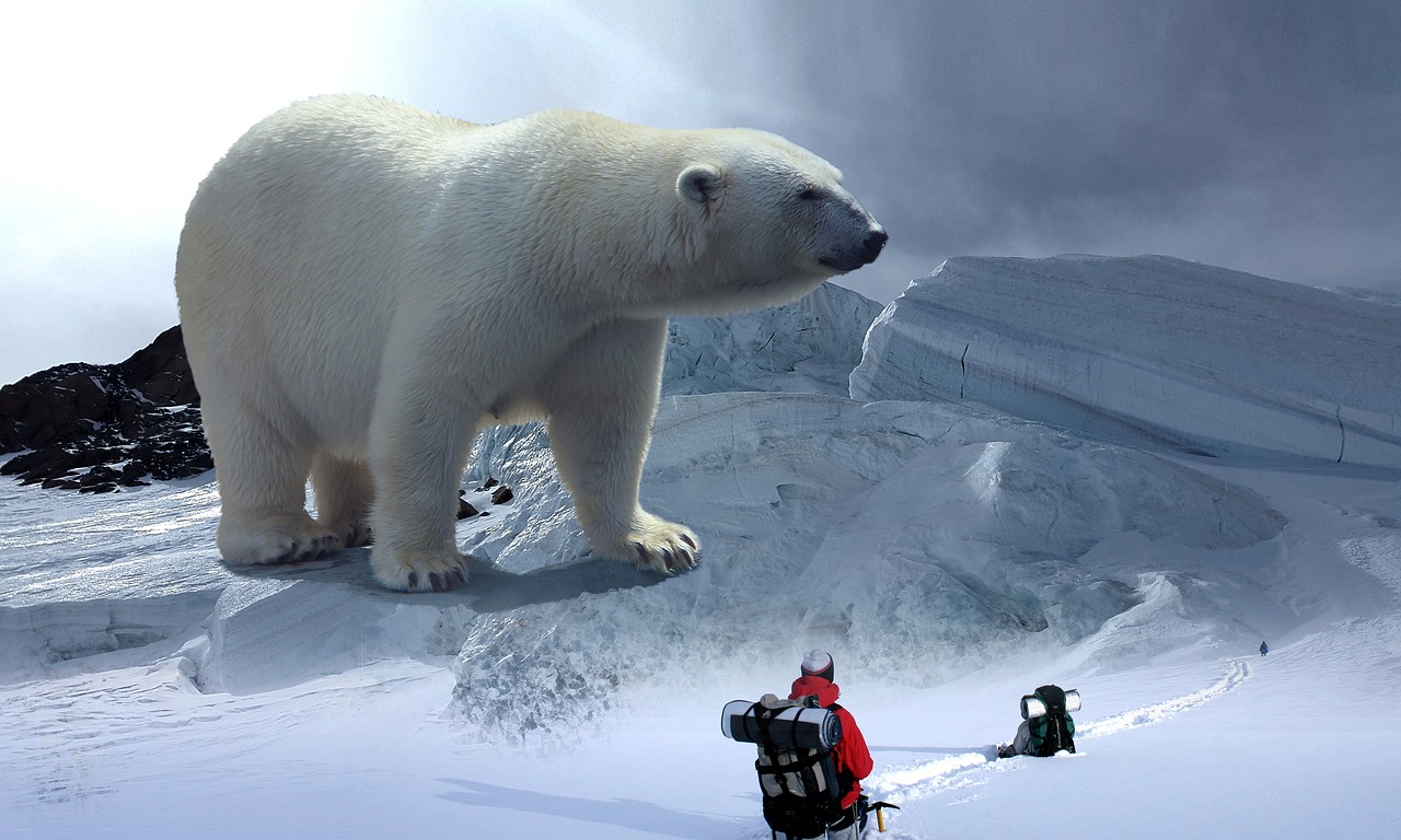 Image - polar bear glacier hike