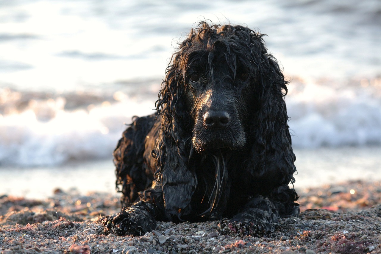 Image - dog english cocker spaniel animal