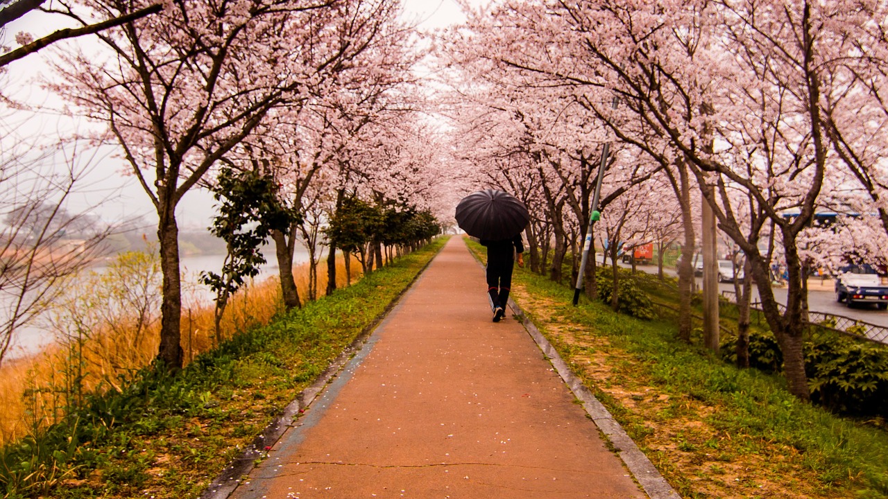 Image - travel cherry blossom flower