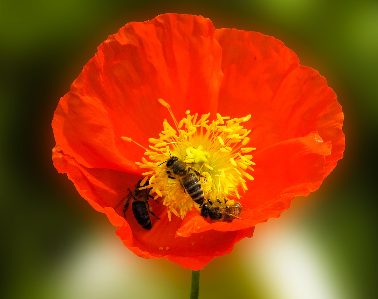 Image - nature flower animal bee poppy