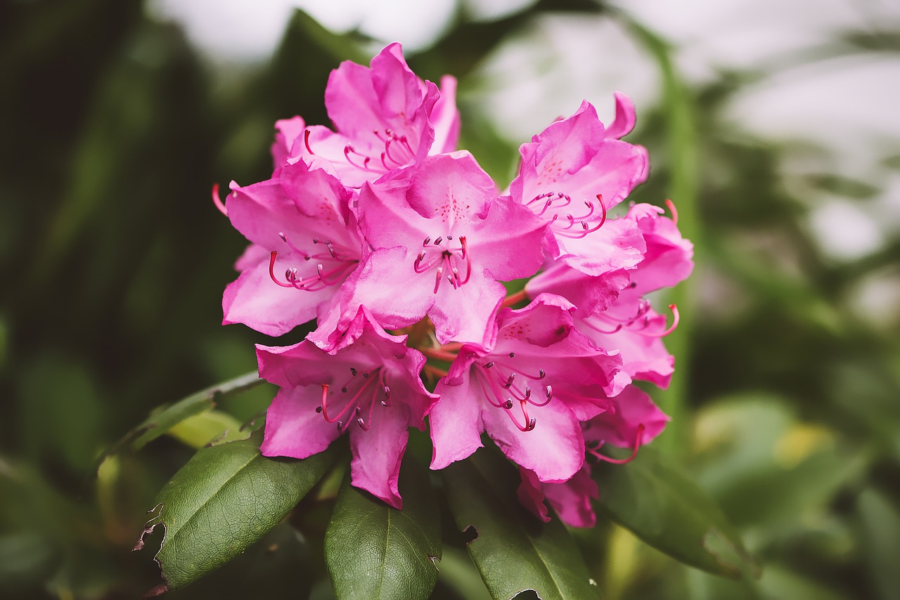 Image - rhododendron plant blossom bloom