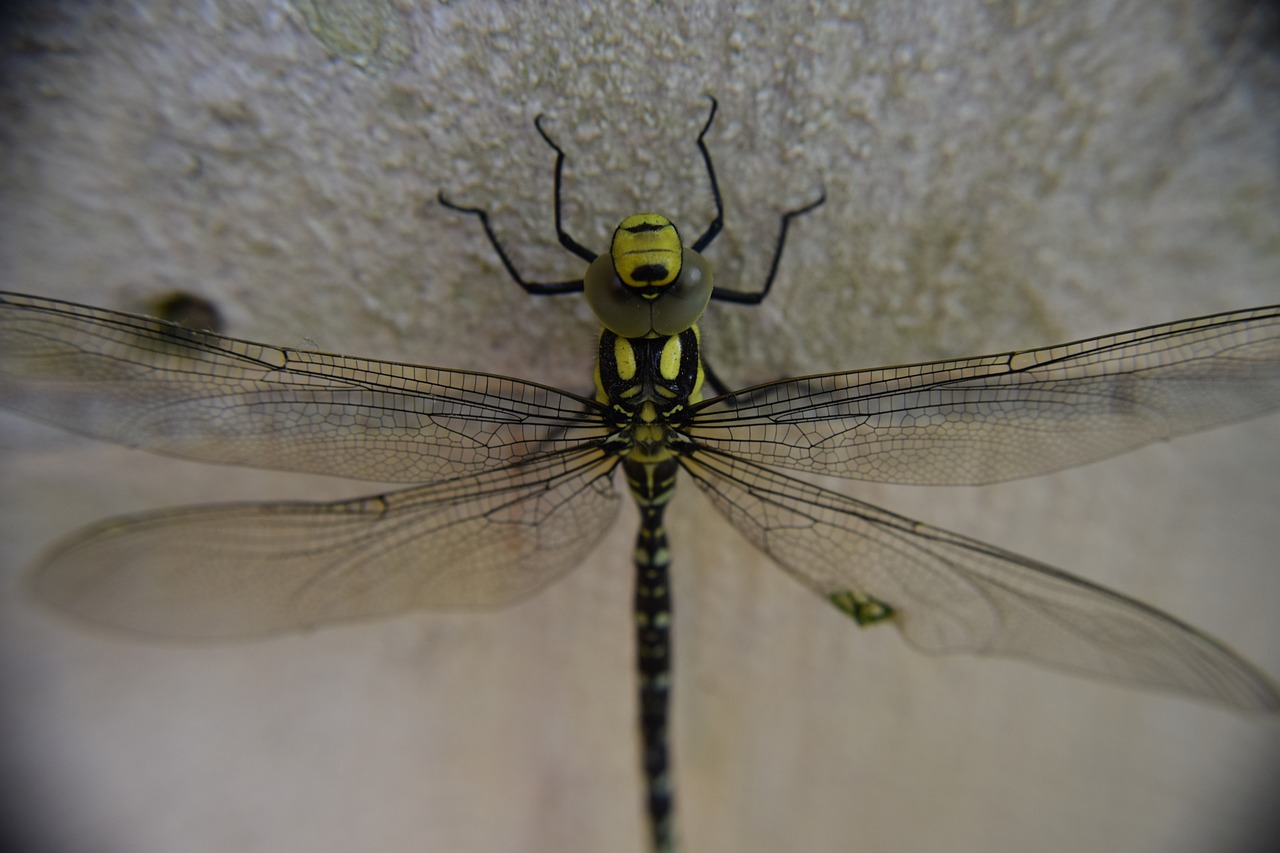 Image - dragonfly insect macro nature