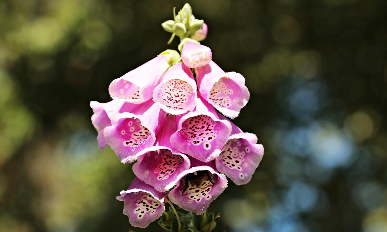 Image - thimble common foxglove flower