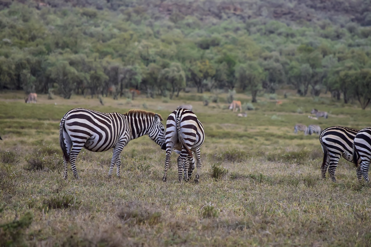 Image - zebras grazing in kenya