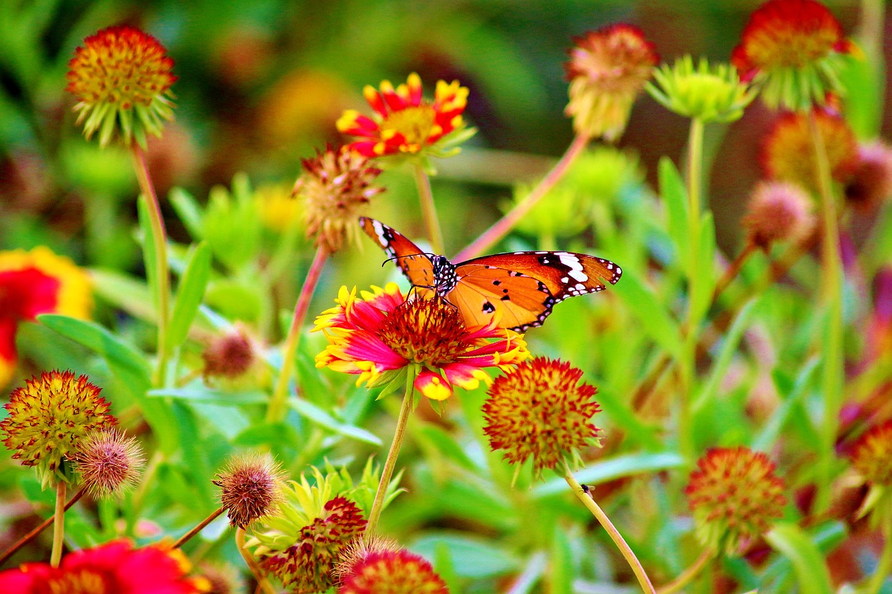 Image - flower red nature plant summer