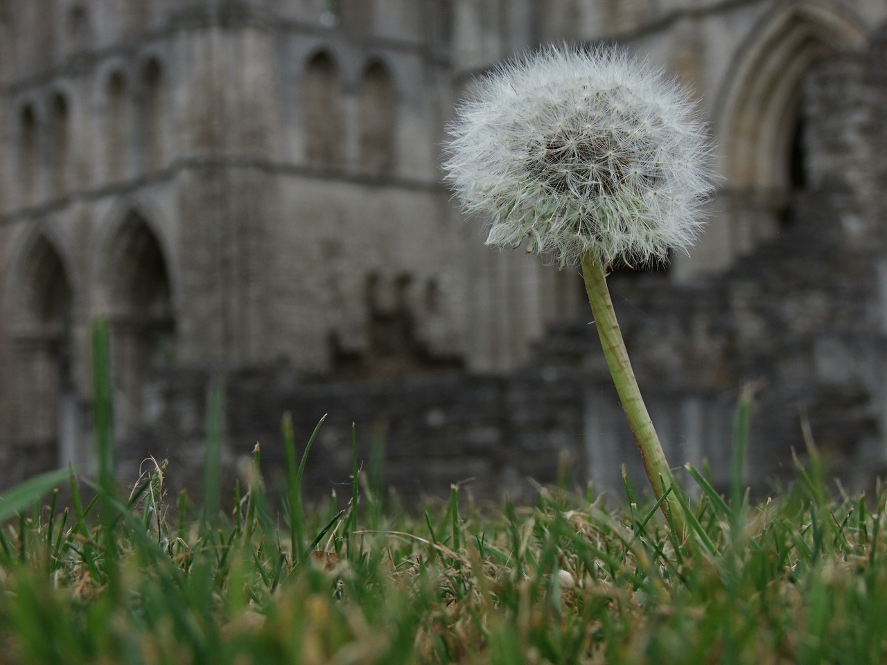 Image - dandelion flower weed natural