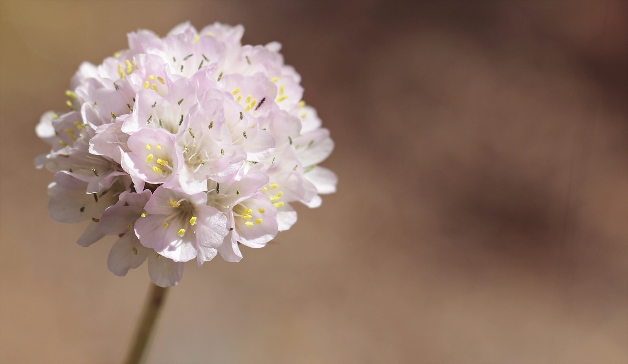 Image - alpine grass elke flower